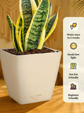 Snake Plant with self-watering pot (white)