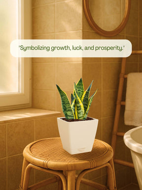 Snake Plant with self-watering pot (white)