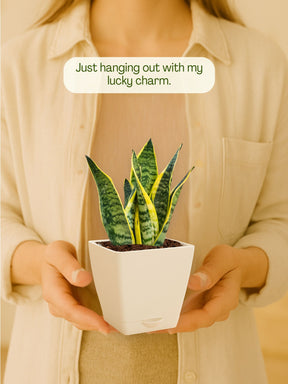 Snake Plant with self-watering pot (white)