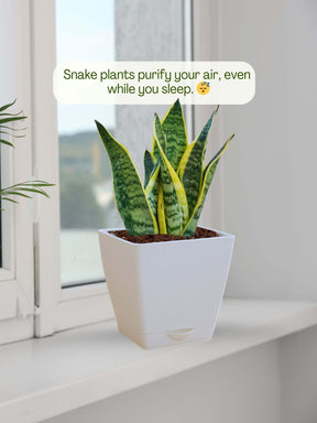 Snake Plant with self-watering pot (white)