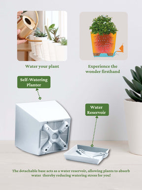 Jade Plant Mini with self-watering pot (white)