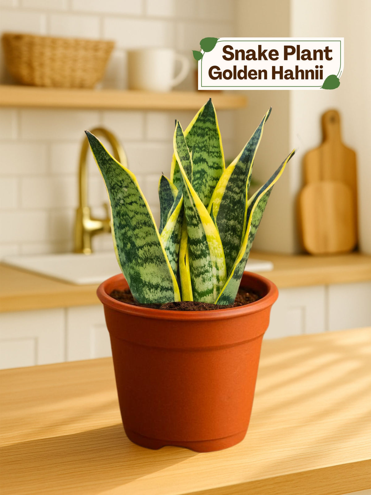 Snake Plant - Golden Hahnii