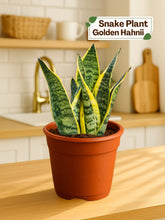 Snake Plant - Golden Hahnii