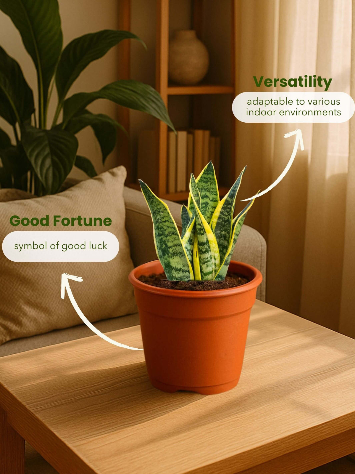 Snake Plant - Golden Hahnii