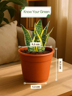 Snake Plant - Golden Hahnii