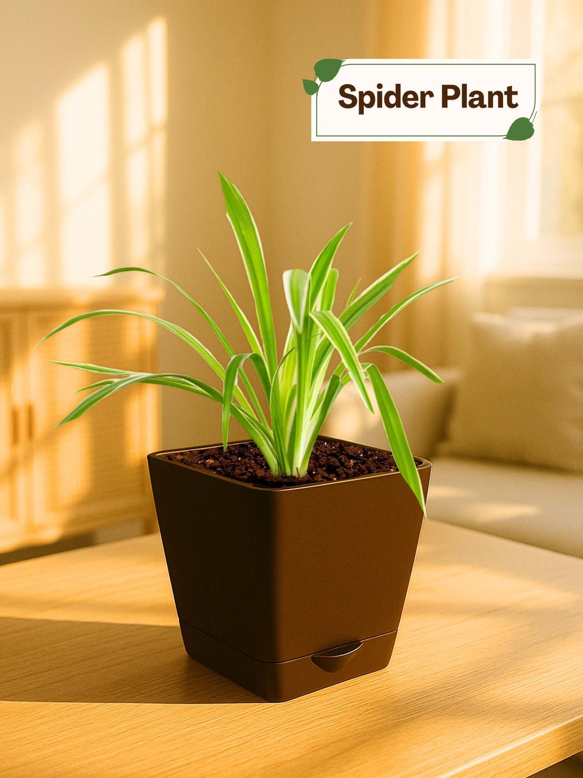 Spider Plant with self-watering pot(brown)