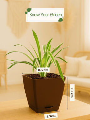 Spider Plant with self-watering pot(brown)