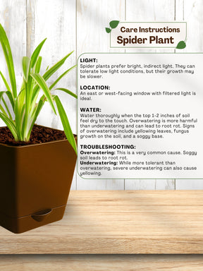 Spider Plant with self-watering pot(brown)
