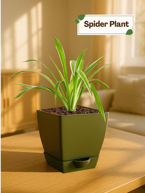 Spider Plant with self-watering pot