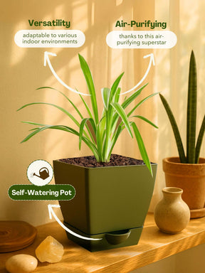 Spider Plant with self-watering pot
