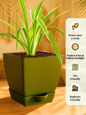 Spider Plant with self-watering pot