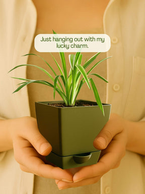 Spider Plant with self-watering pot