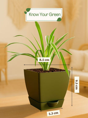 Spider Plant with self-watering pot