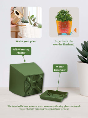 Spider Plant with self-watering pot