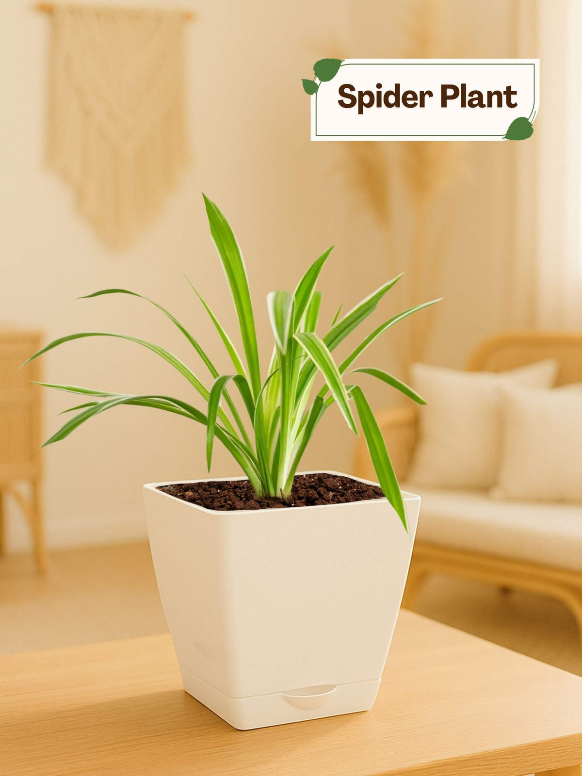 Spider Plant with self-watering pot(white)