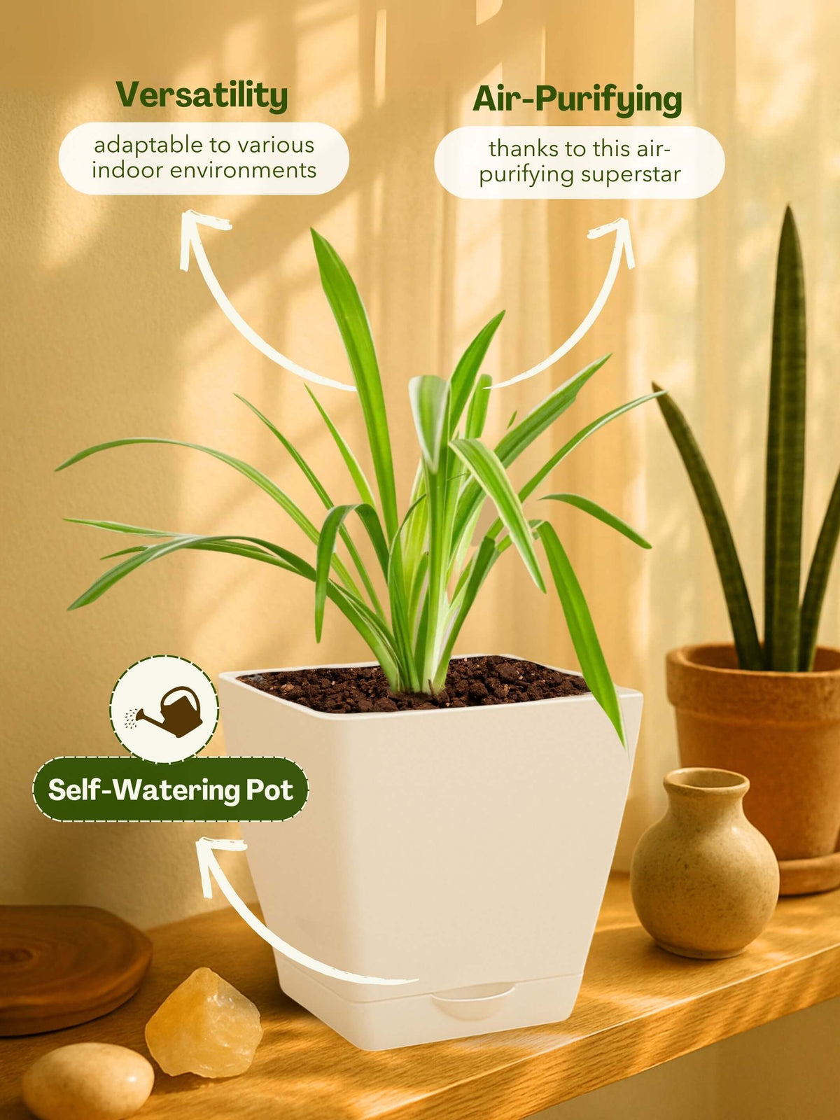Spider Plant with self-watering pot(white)