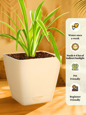 Spider Plant with self-watering pot