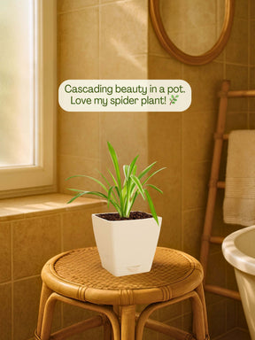 spider plant in self watering pot Spider Plant with self-watering pot