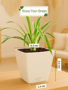 Spider Plant with self-watering pot