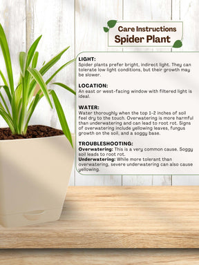 spider plant care watering Spider Plant with self-watering pot