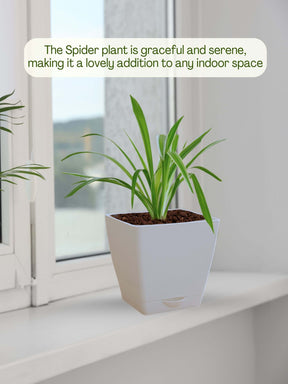 Spider Plant with self-watering pot