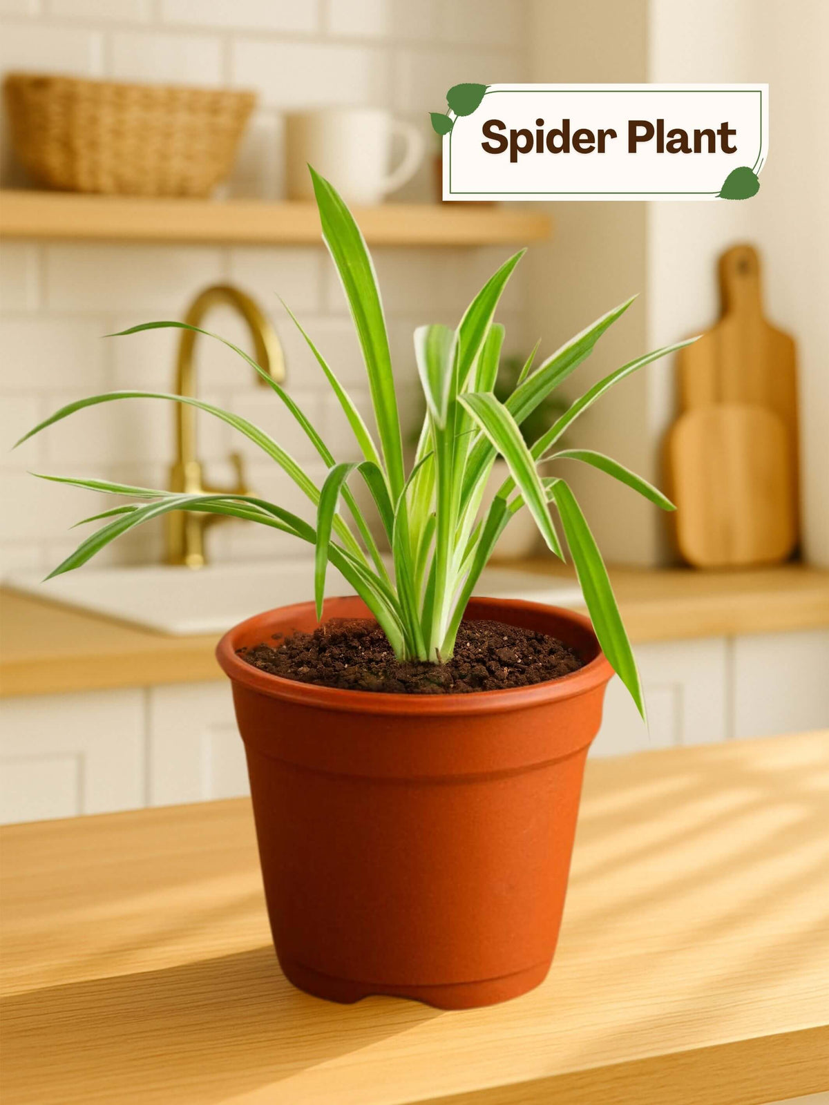 Spider Plant