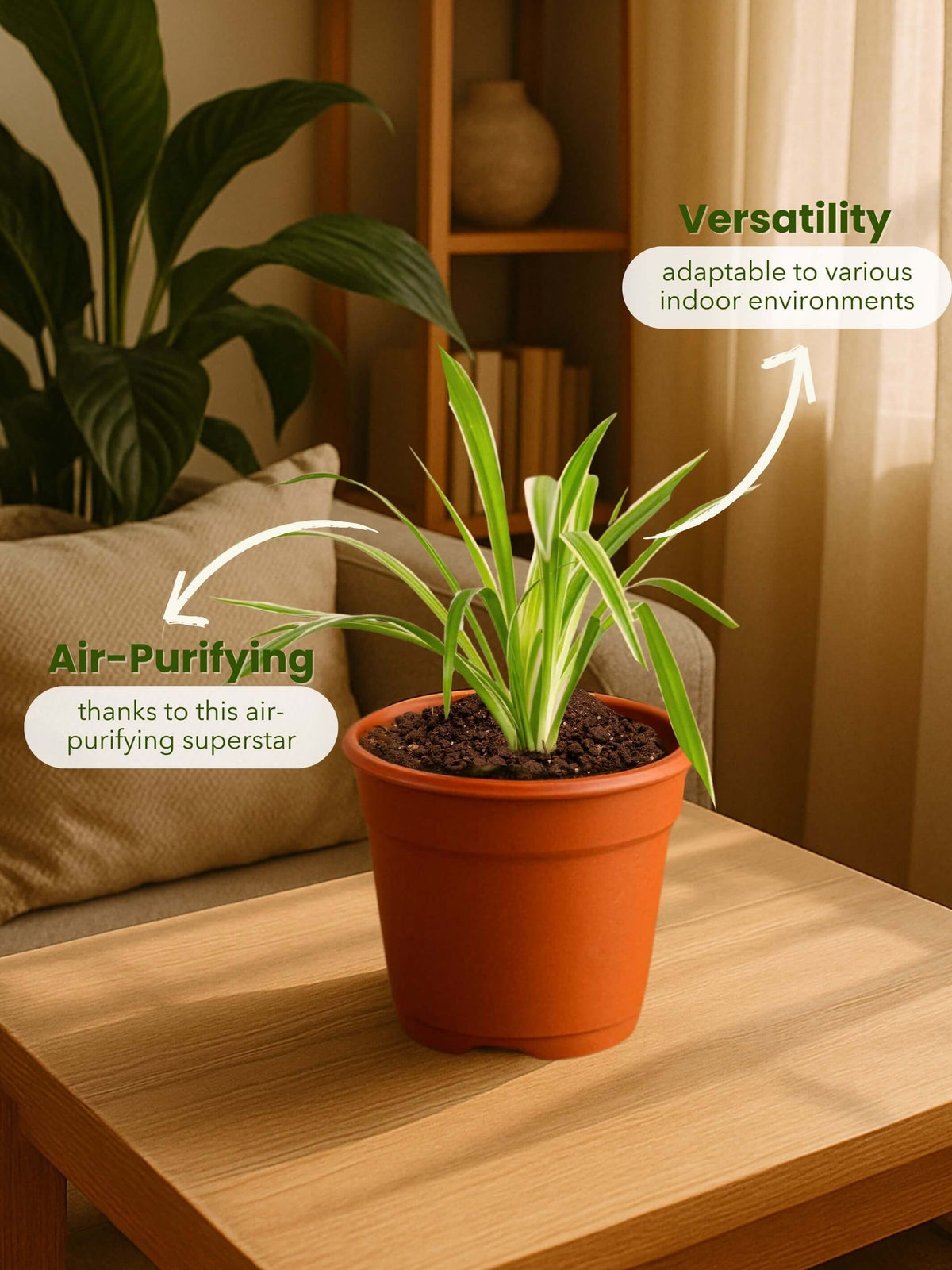 Spider Plant