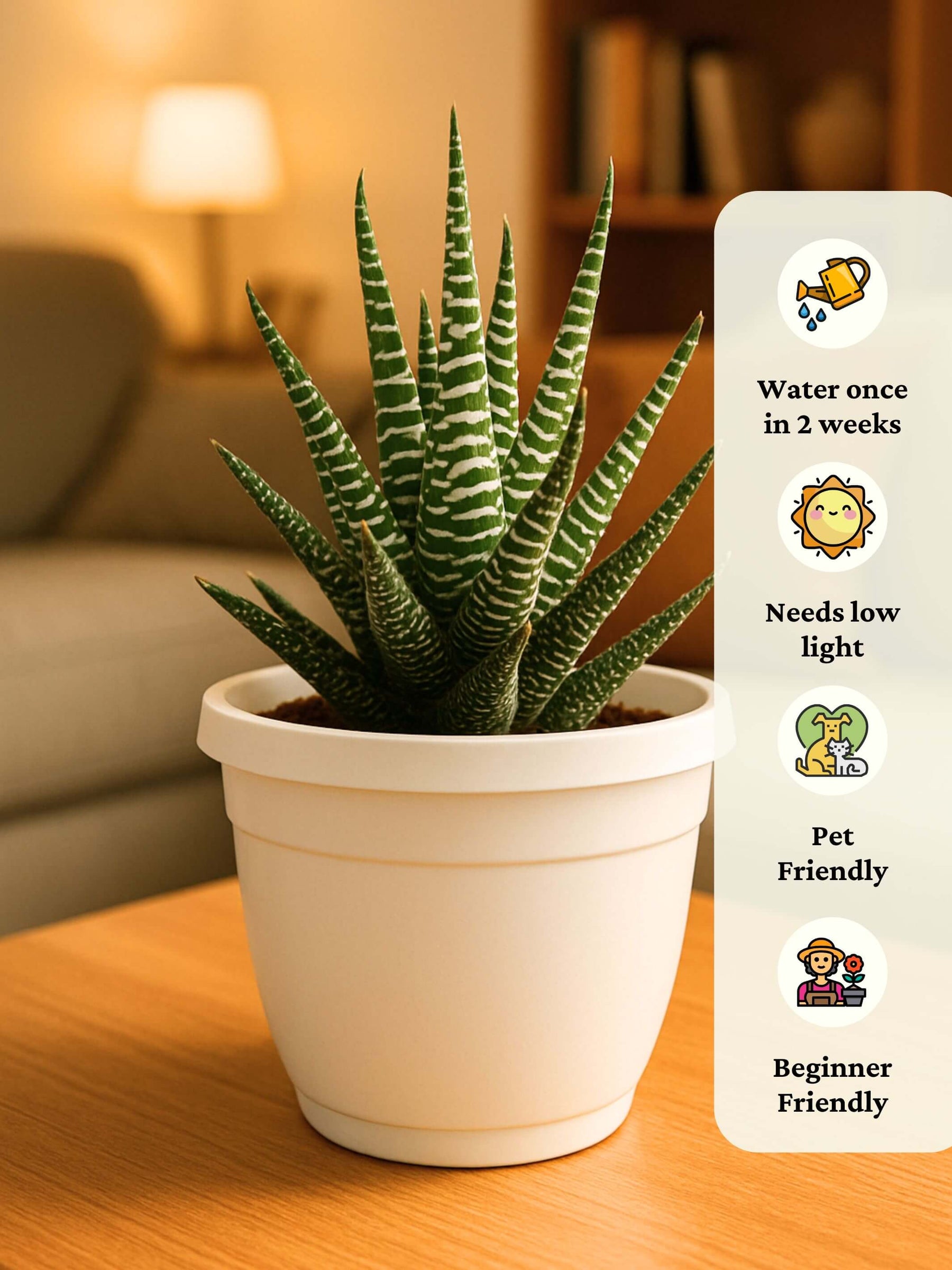 Zebra Haworthia Plant