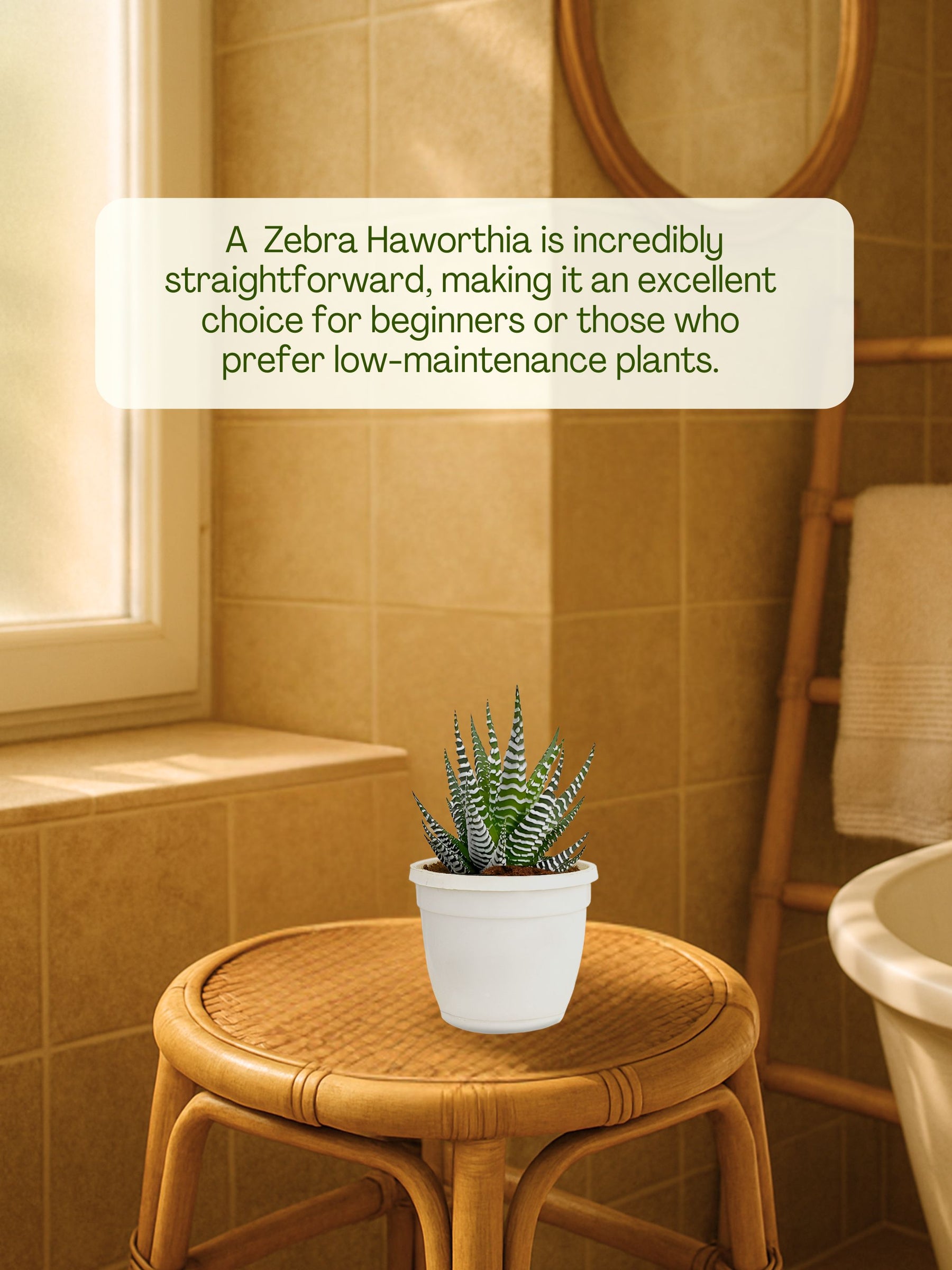 Zebra Haworthia Plant