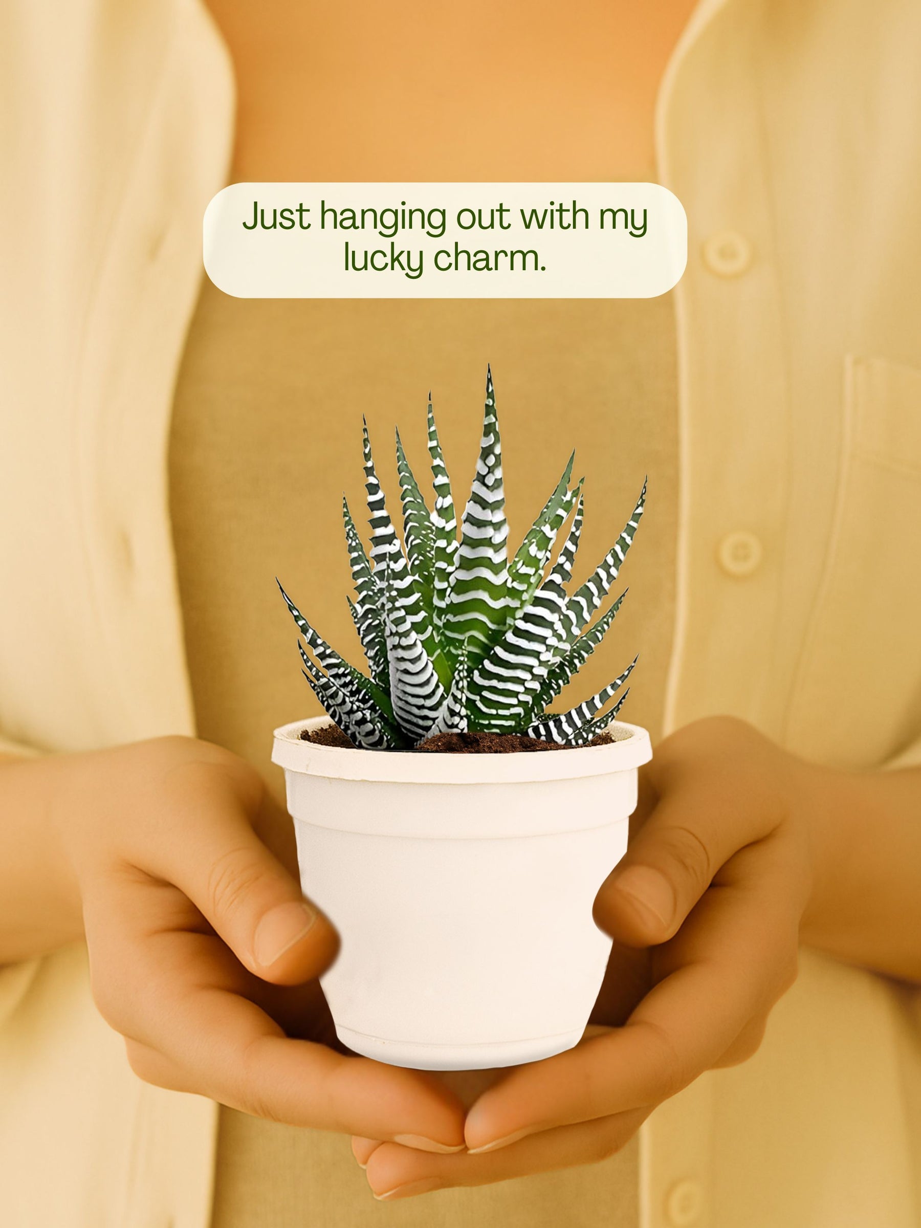 Zebra Haworthia Plant