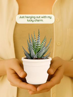 Zebra Haworthia Plant