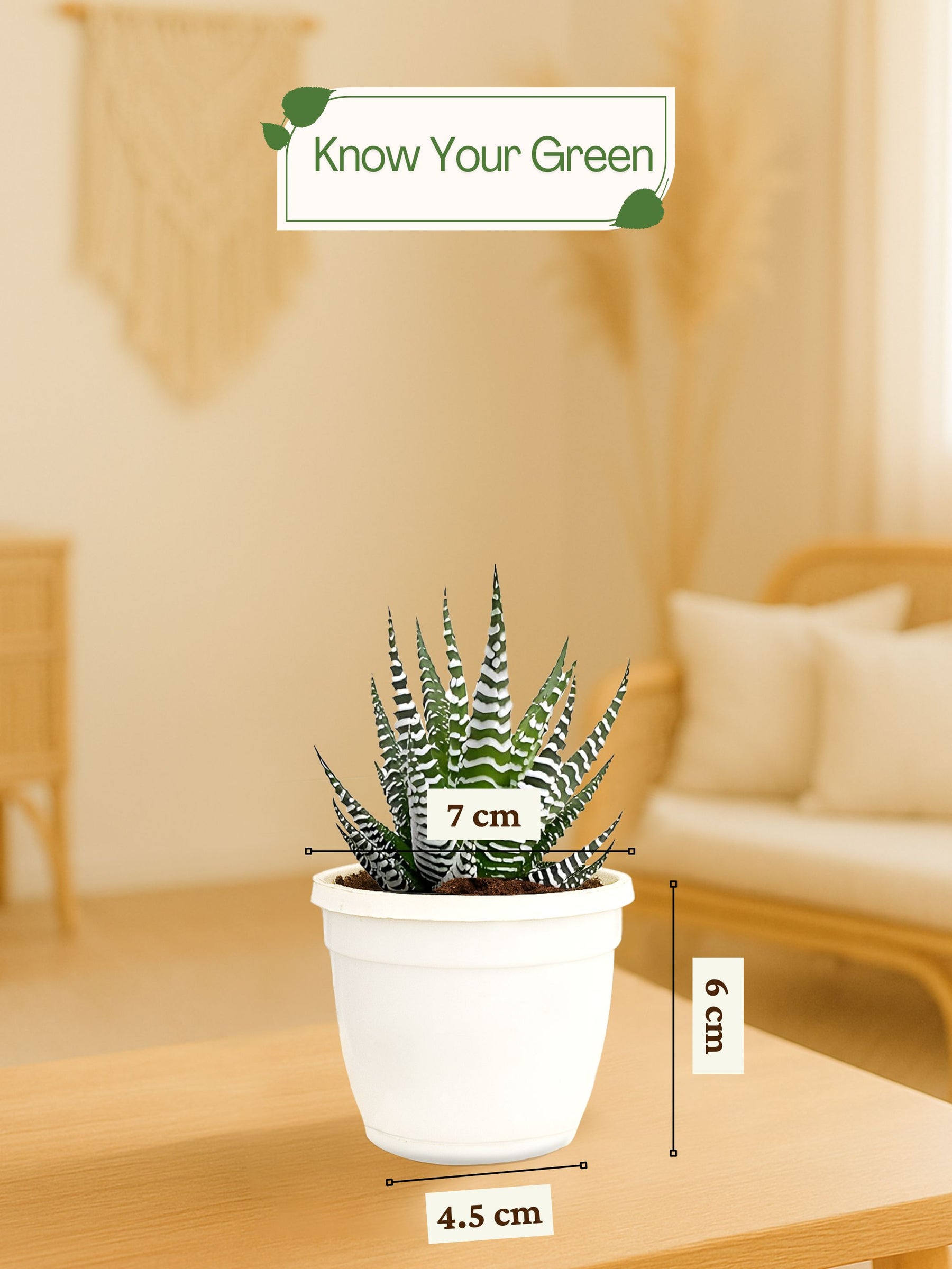 Zebra Haworthia Plant