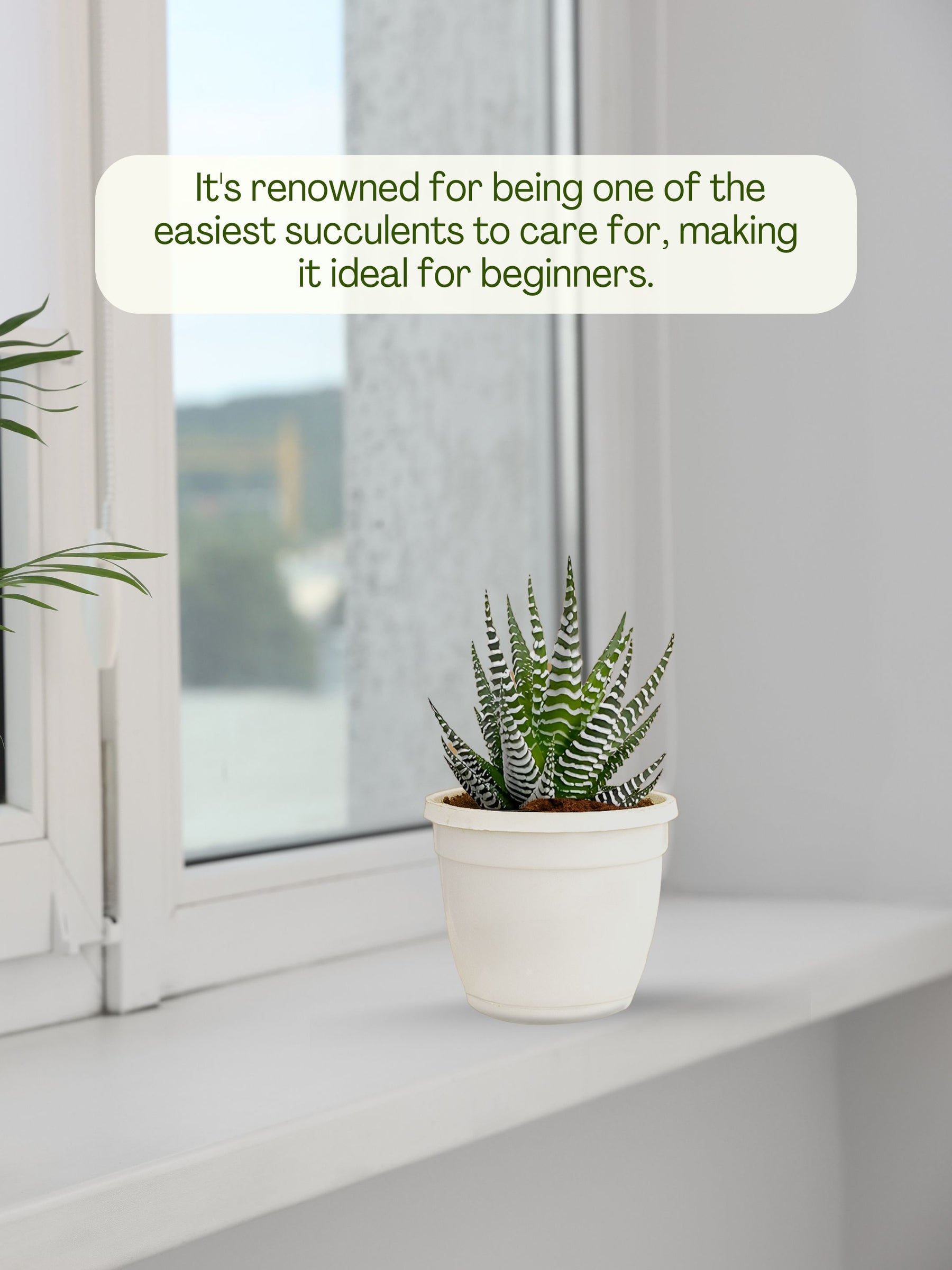 Zebra Haworthia Plant
