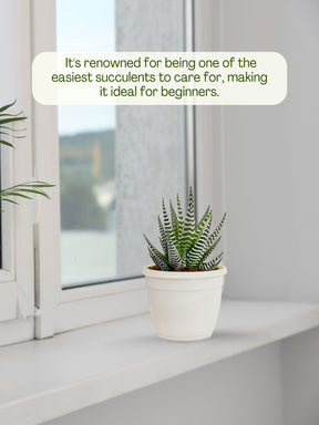 Zebra Haworthia Plant