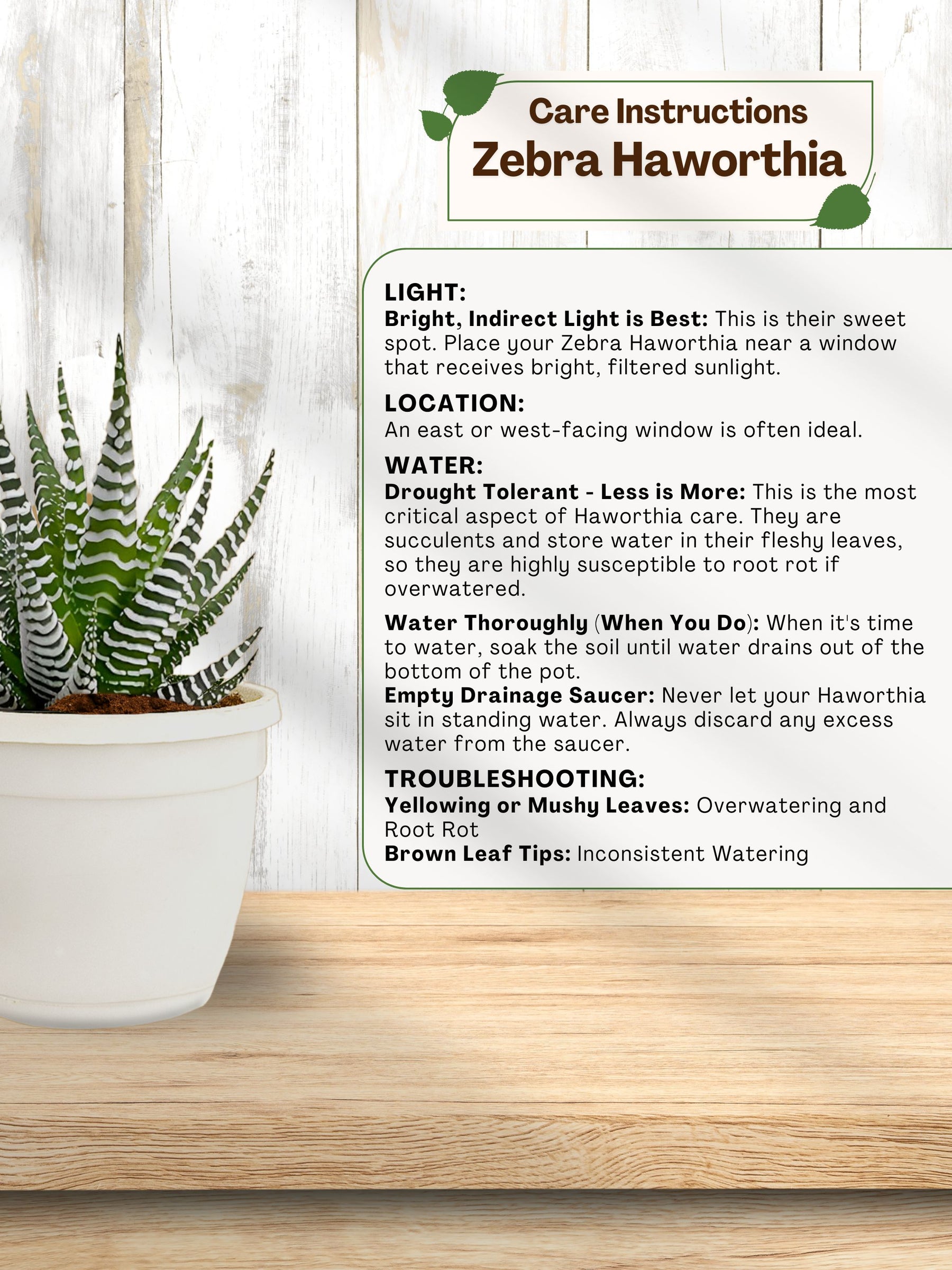 Zebra Haworthia Plant