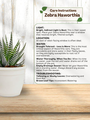 Zebra Haworthia Plant