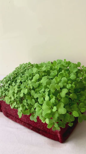 DIY Microgreens Eco-Friendly Kit - Popcorn