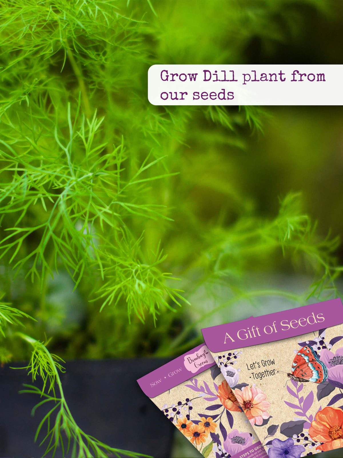 Dill Seeds