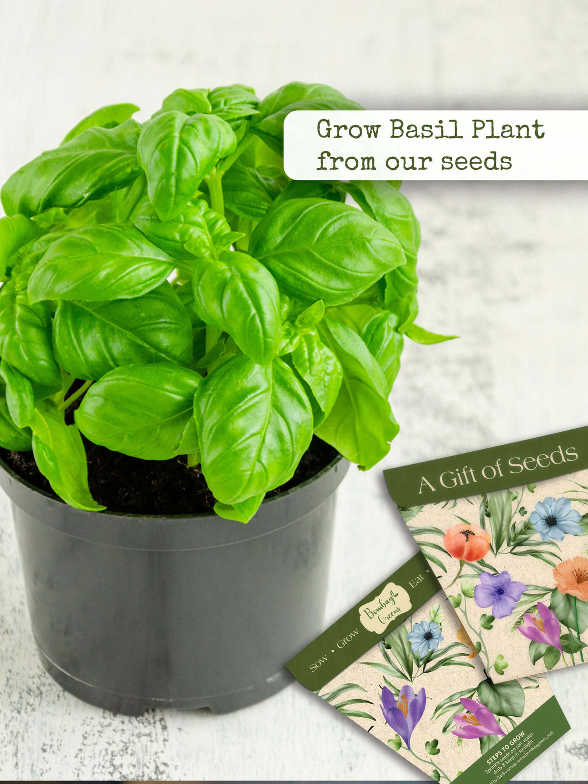 Italian Basil Seeds