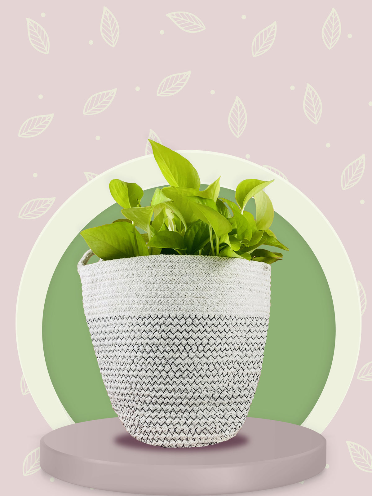 cotton planter, eco friendly grow kit,