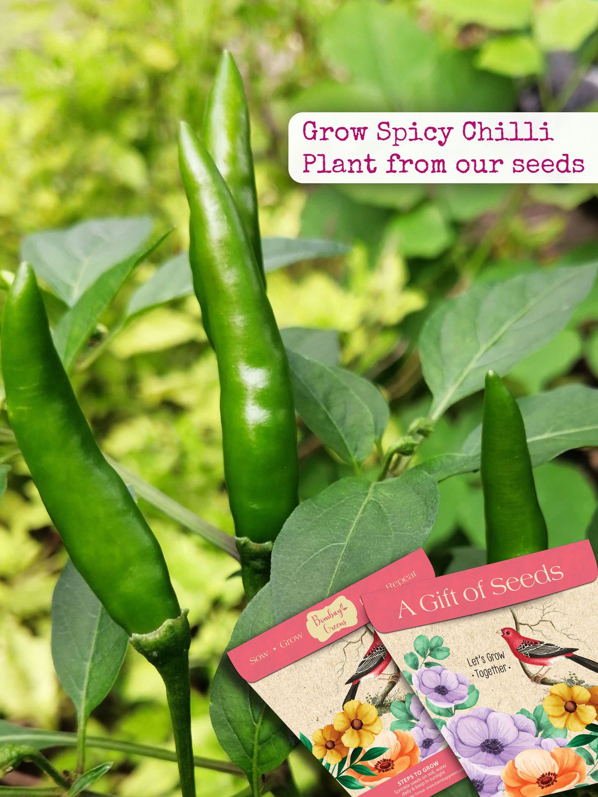 Spicy Chilli Seeds
